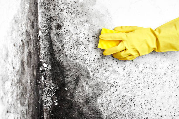 Best Mold Testing  in Port Ludlow, WA