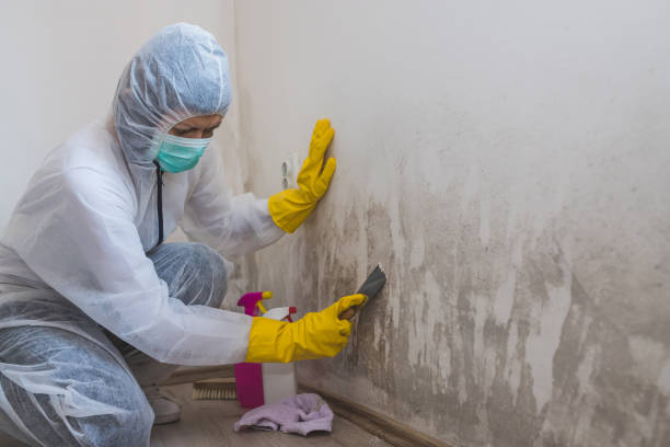 Best Mold Damage Repair  in Port Ludlow, WA