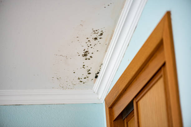 Best Mold Cleaning Services  in Port Ludlow, WA