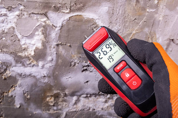 Best Mold Removal Company Near Me  in Port Ludlow, WA