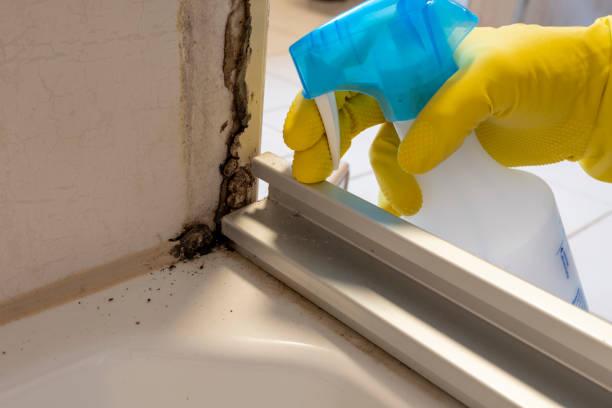 Best Mold Damage Repair  in Port Ludlow, WA
