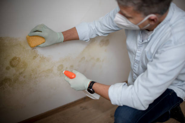 Best Black Mold Removal  in Port Ludlow, WA