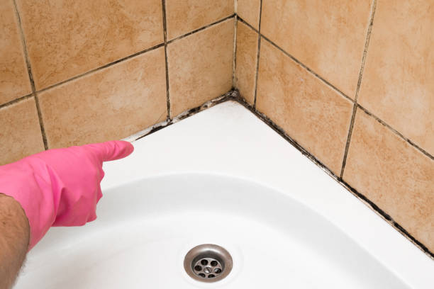 Best Attic Mold Removal  in Port Ludlow, WA